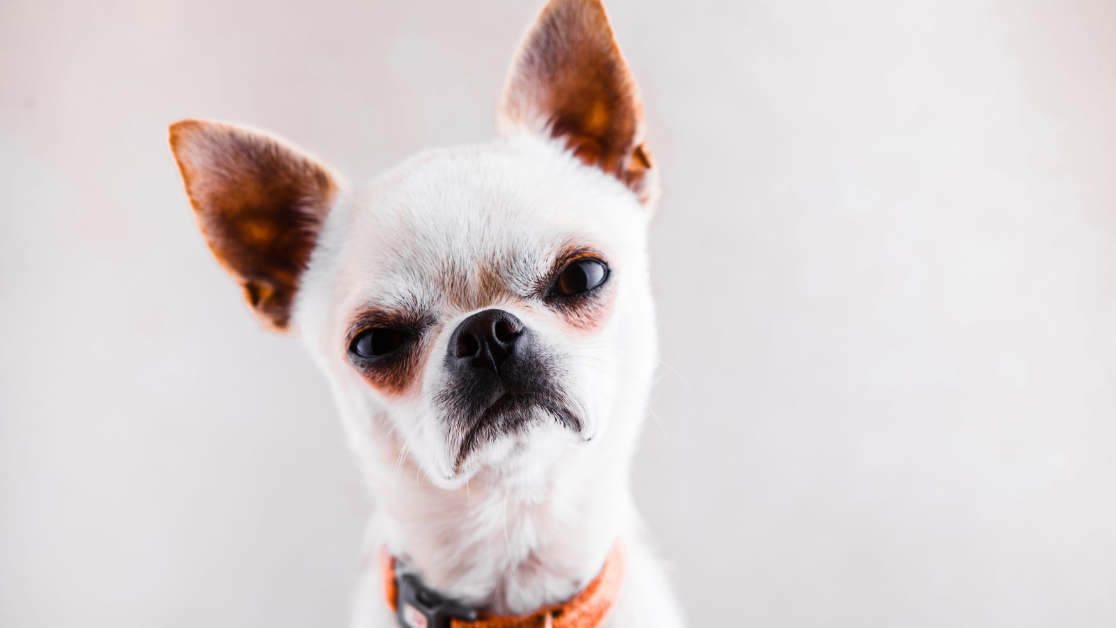angry chihuahua