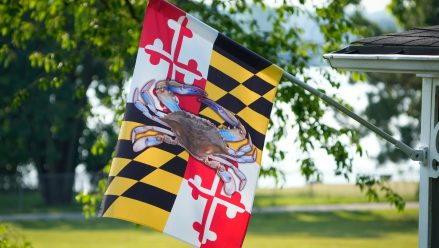 Maryland flag with crab