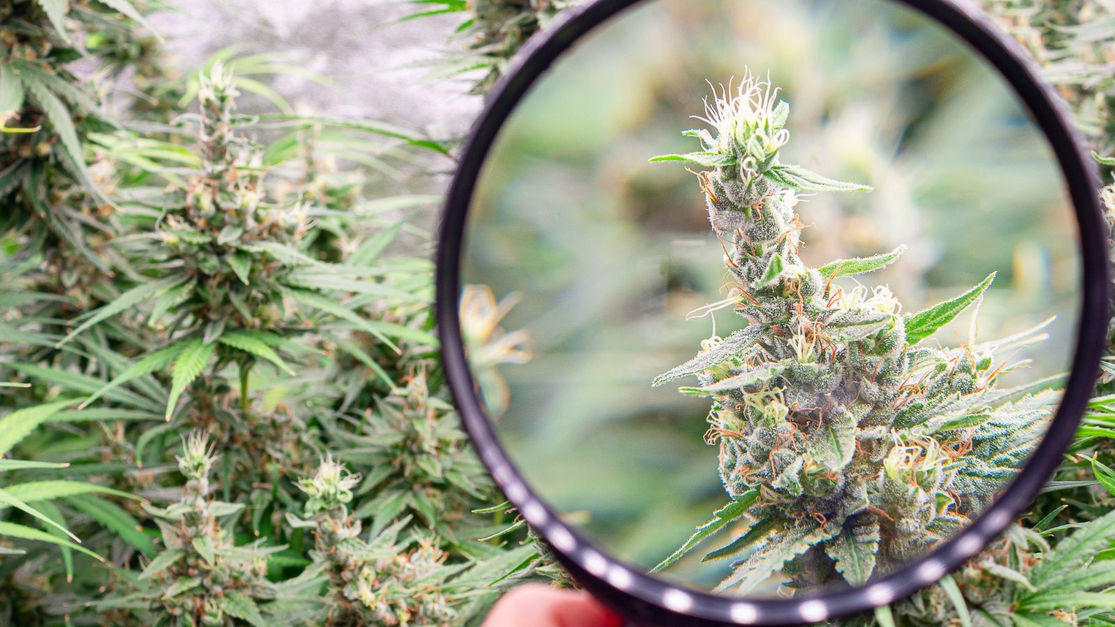 cannabis