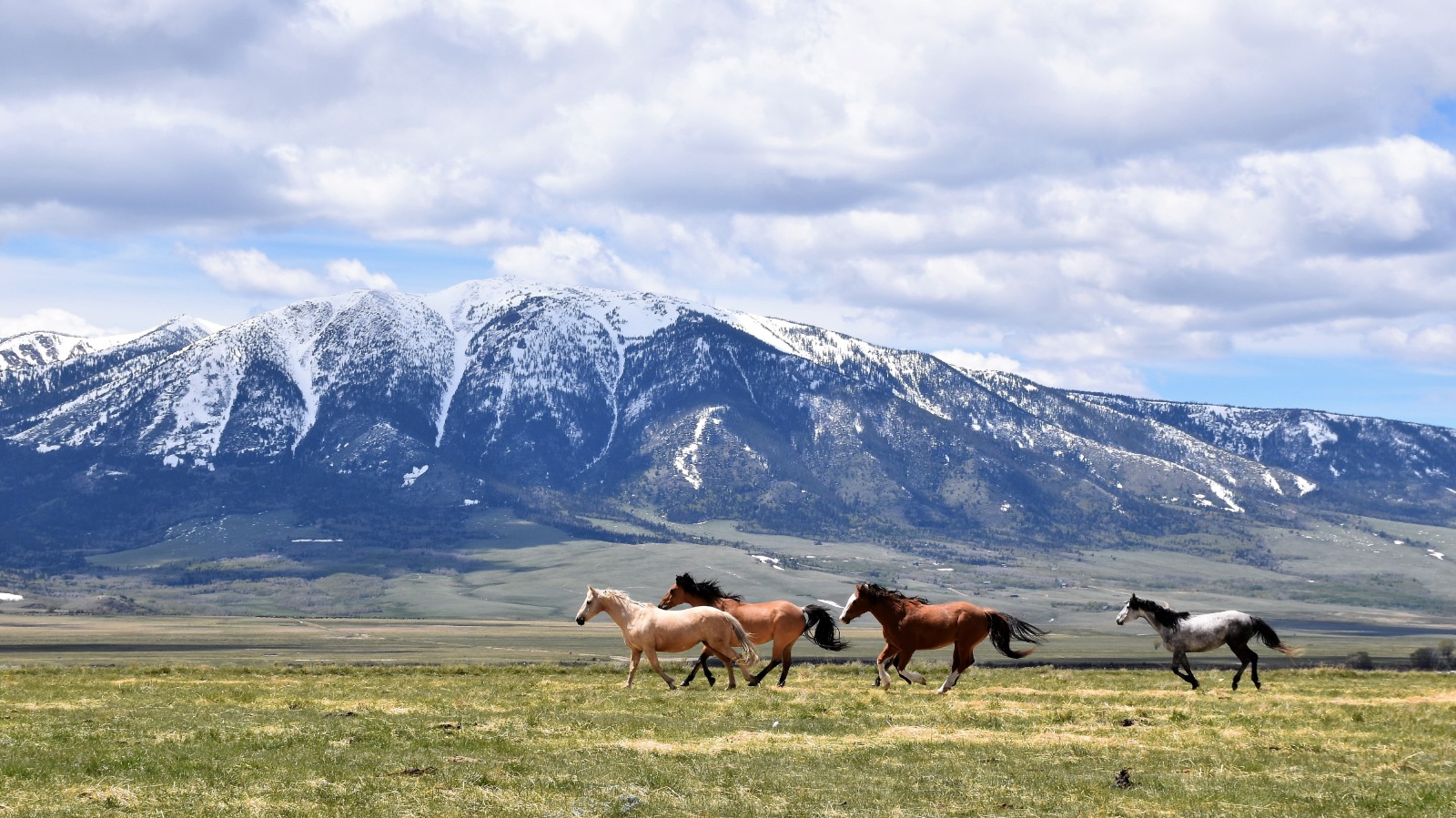 horses-running-meadow-wyoming