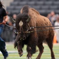 colorado-buffalo-mascot-running-field