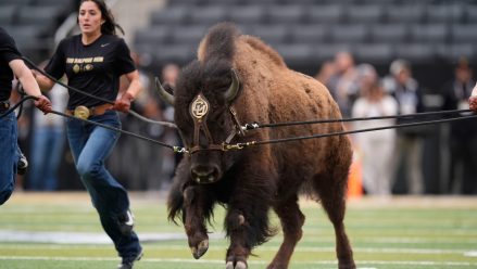 colorado-buffalo-mascot-running-field